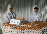 15 ϡ was certified as eggs with excessive of insecticides in Jeju as of Aug. 19